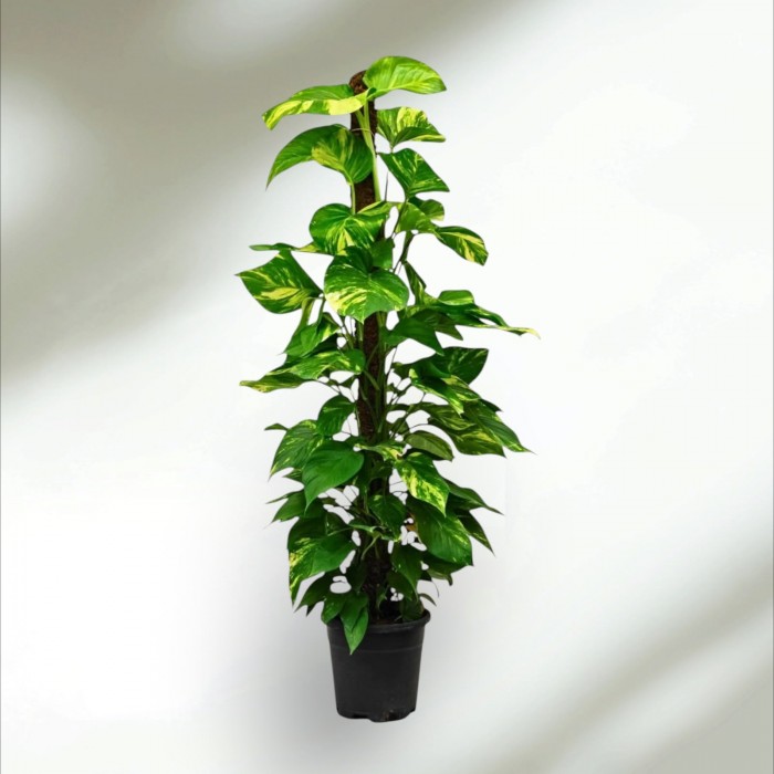 Epipremnum Salon Sarmaşığı Dev (Büyük) Epipremnum Salon Sarmaşığı Dev (Büyük)